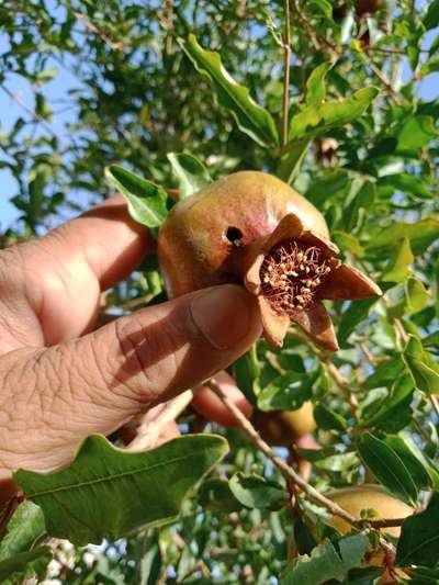 Pomegranate Fruit Borer - Pomegranate