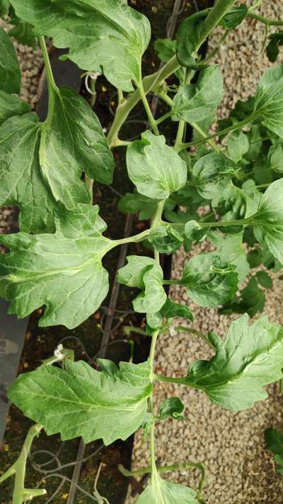 Broad Mite - Tomato