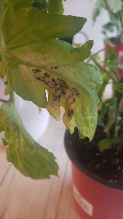 Early Blight - Tomato