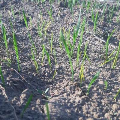 Nitrogen Deficiency - Wheat