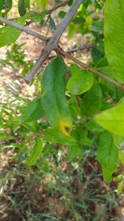 Alternaria Black Spot and Fruit Rot - Pomegranate