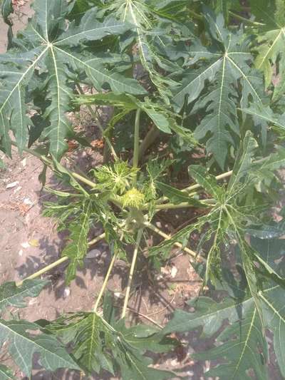 বোরনের অভাবজনিত রোগ - পেঁপে