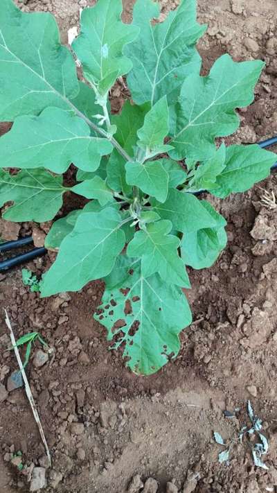 Flea Beetles - Brinjal