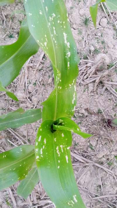 লেদা পোকা - ভুট্টা