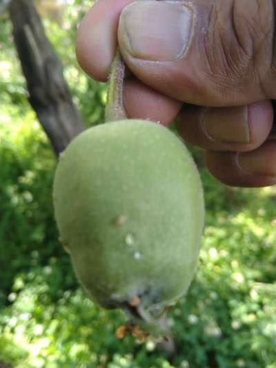 Bacterial Black Spot of Mango - Apple