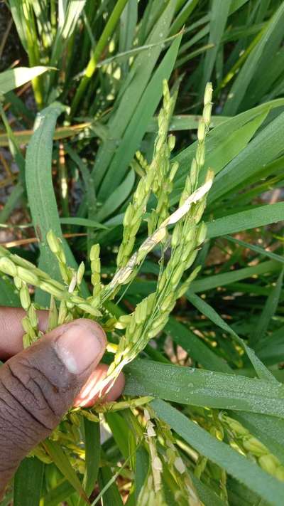 Asiatic Rice Borer - Rice