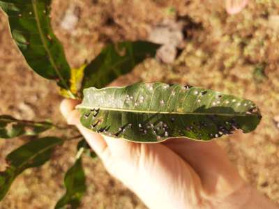 Anthracnose of Papaya and Mango - Mango