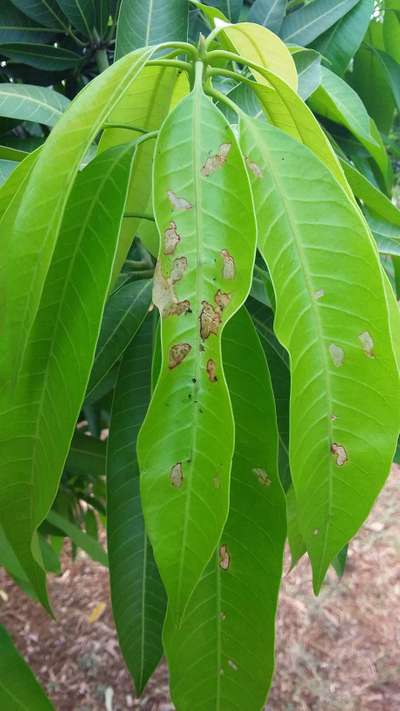 Cashew Leafminer - Mango