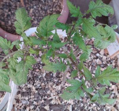 Phosphorus Deficiency - Tomato