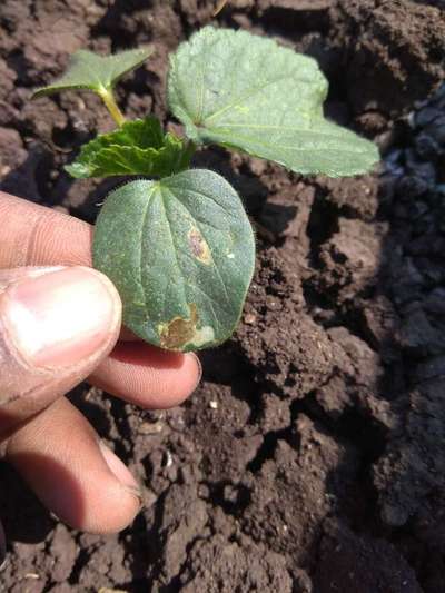 Leaf Miner Flies - Okra