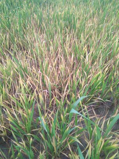 Potassium Deficiency - Wheat