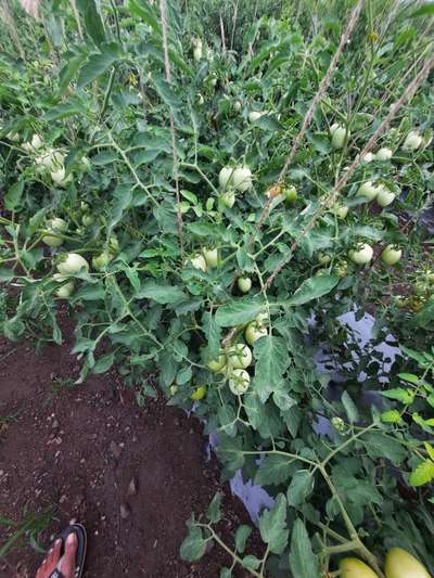 Chilli Leaf Curl Virus - Tomato