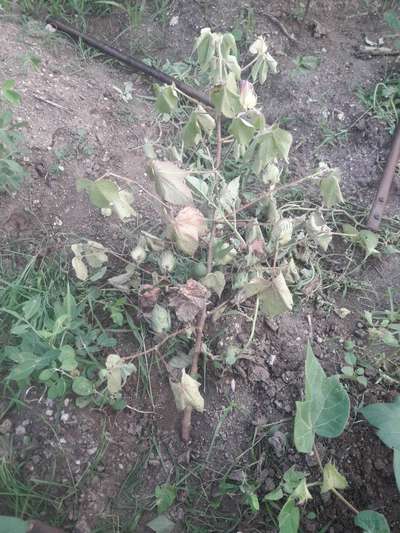 Fusarium Wilt - Cotton