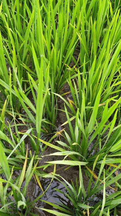 Iron Toxicity in Rice - Rice