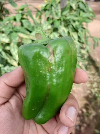 Anthracnose - Capsicum y chile