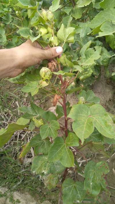 Thrips - Cotton