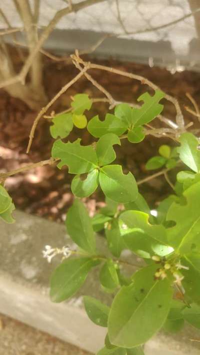 Abeilles Coupeuses de Feuilles - Arachides