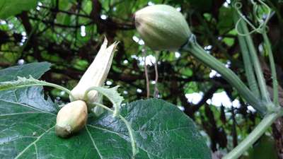 ক্যালসিয়ামের অভাবজনিত রোগ - কুমড়া