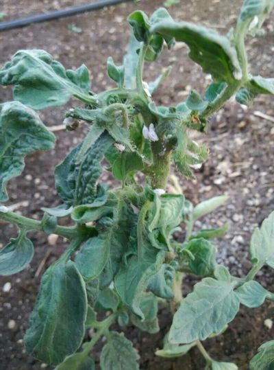 Mealybug - Tomato