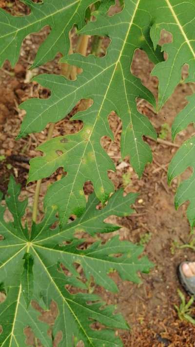 Black Spot Disease of Papaya - Papaya