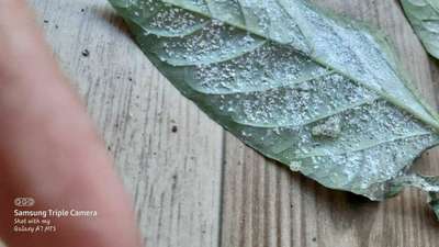 Whiteflies - Capsicum & Chilli