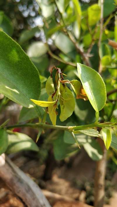 Calcium Deficiency - Citrus