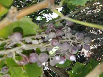 Powdery Mildew of Grape - Grape