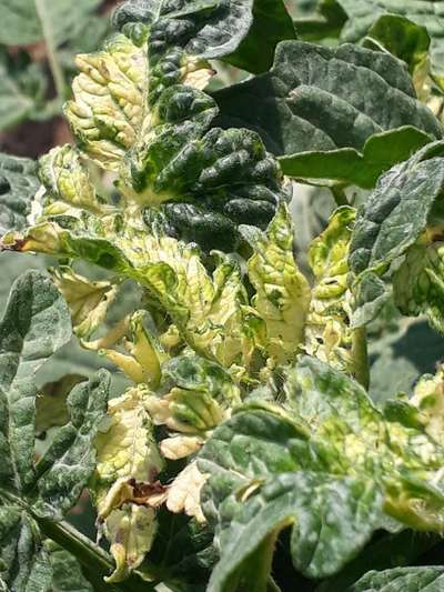 Leaf Variegation - Tomato