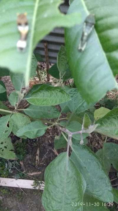 Citrus Butterfly - Brinjal