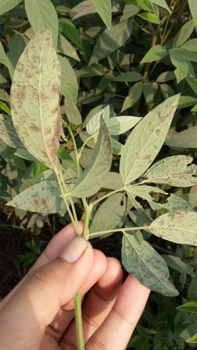 Downy Mildew - Pigeon Pea & Red Gram