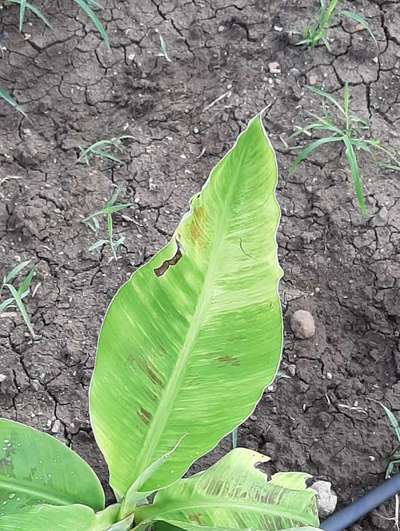 Calcium Deficiency - Banana