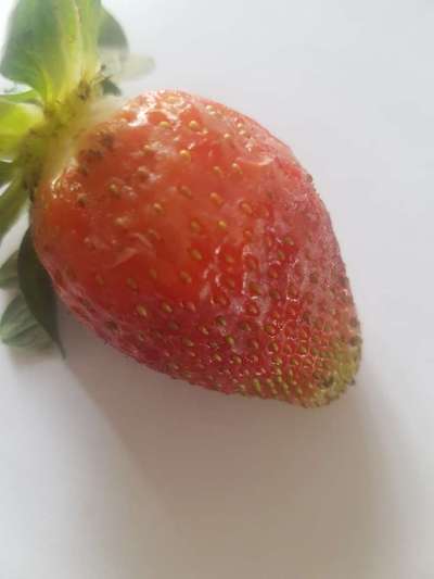 Fruit Rot - Strawberry