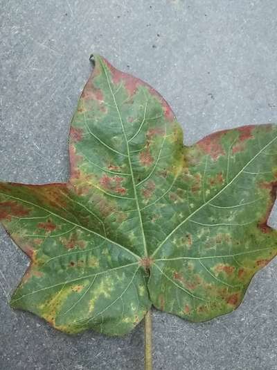 Leaf Reddening of Cotton - Cotton