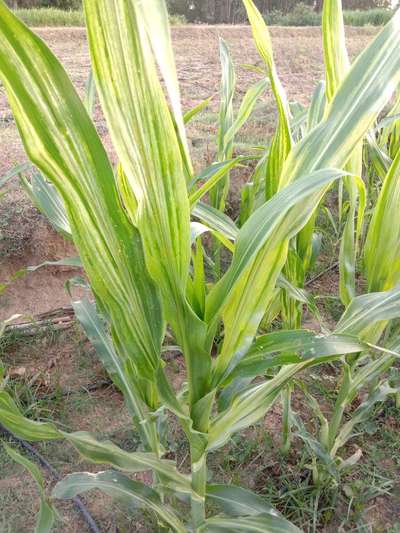 Magnesium Deficiency - Maize