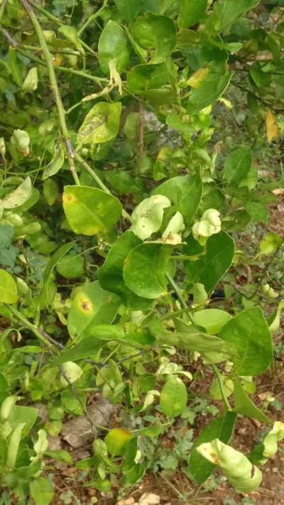 Citrus Greening Disease - Citrus