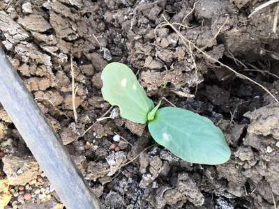 Flea Beetles - Cucumber