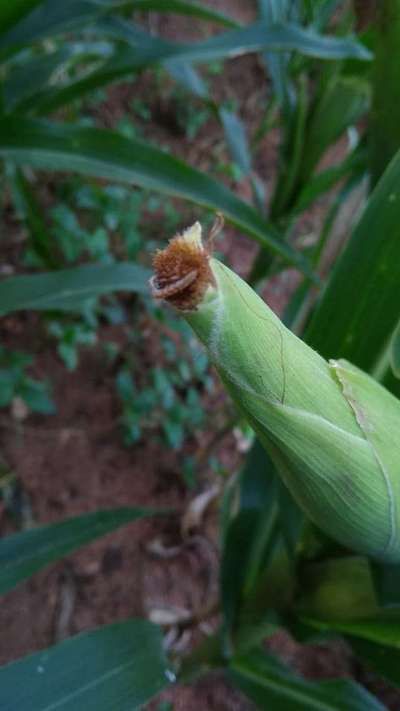 Maize Earworm - Maize