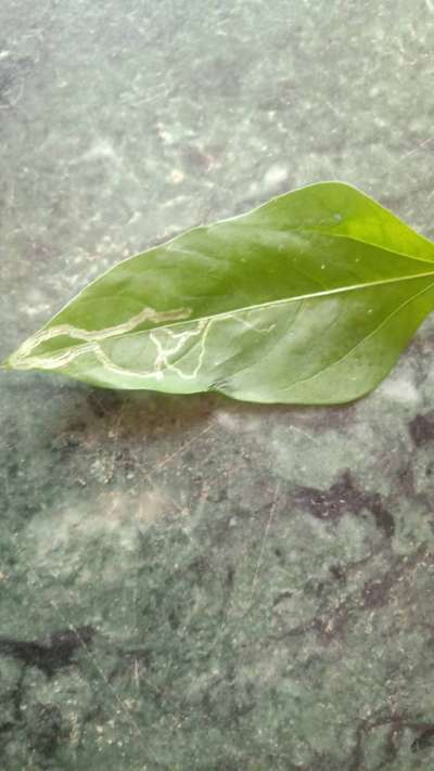 ചിത്രകീടം - കാപ്സിക്കവും മുളകും