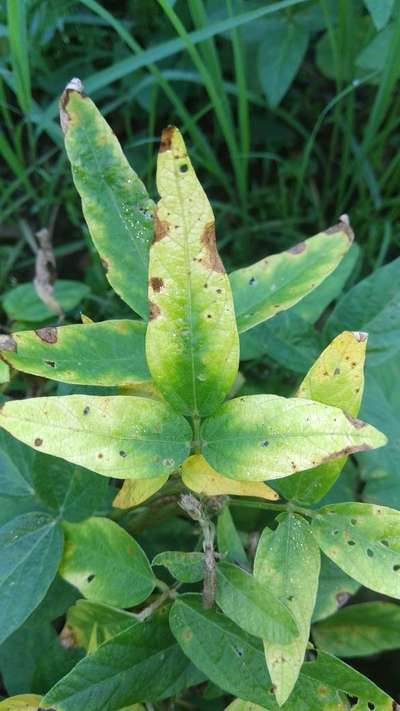 Iron Deficiency - Soybean