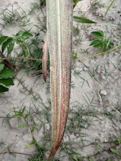 Bacterial Leaf Blight of Sugarcane - Sugarcane