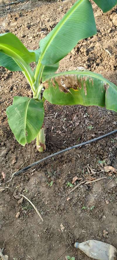 Yellow and Black Sigatoka - Banana