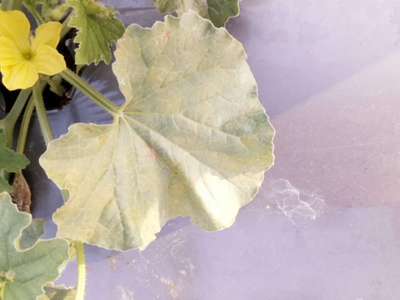 Downy Mildew of Cucurbits - Melon