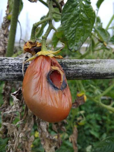 Tomato Late Blight - Tomato