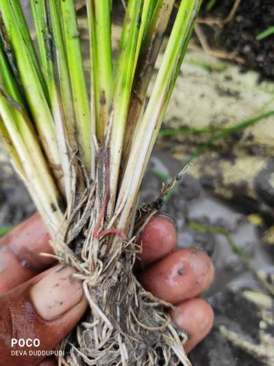 Stem Borer - Rice