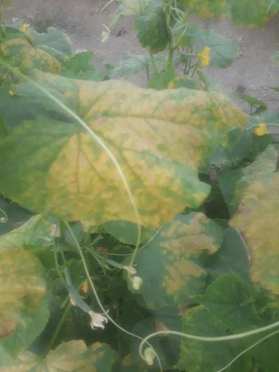 Downy Mildew of Cucurbits - الخيار