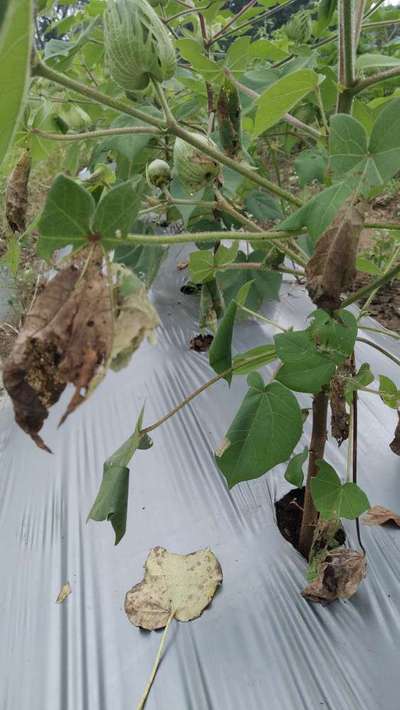 Fusarium Wilt - Cotton