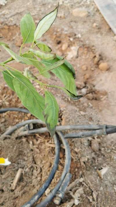 Deficiencia de potasio - Capsicum y chile