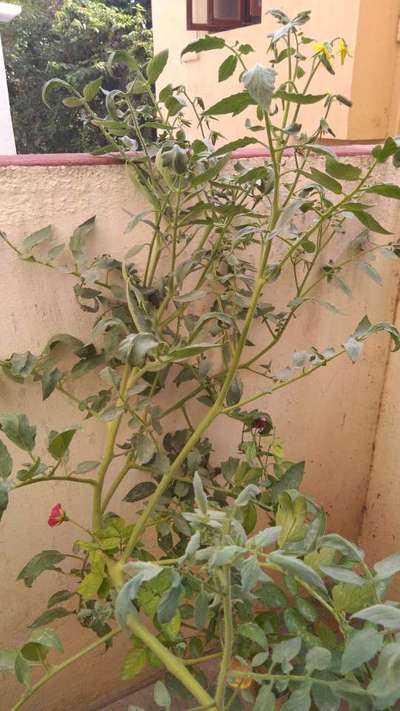 Spider Mites - Tomato