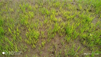 Nitrogen Deficiency - Rice