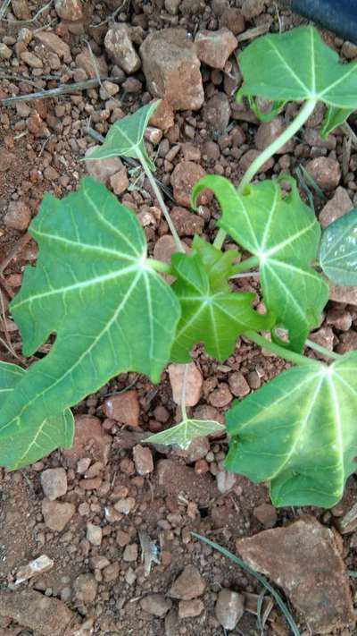 Spider Mites - Papaya